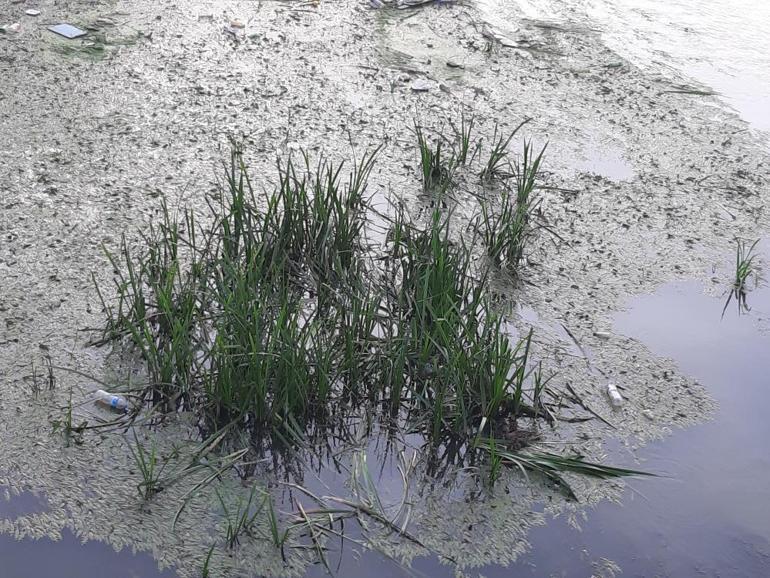 Tunca Nehri adeta bataklığa döndü