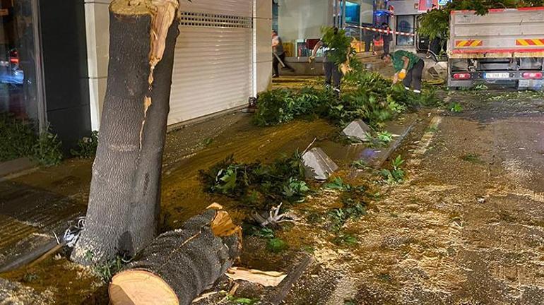 Beyoğlunda TIRın çarptığı ağaç ortadan ikiye ayrıldı