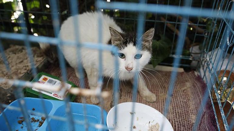 Büyükadada kedilerde salgın iddiası 4 ayda 700 kedi öldü