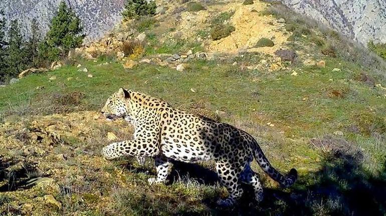 Bu görüntüler Tunceliden Vaşak kovaladı, yaban keçisi kaçtı