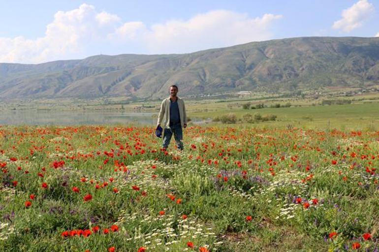 Milyonluk adaya müşteri çıkmadı: Yem bitkisi ektiler