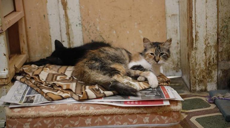 Büyükadada 700 kedi öldü iddiasına Adalar Belediyesinden açıklama