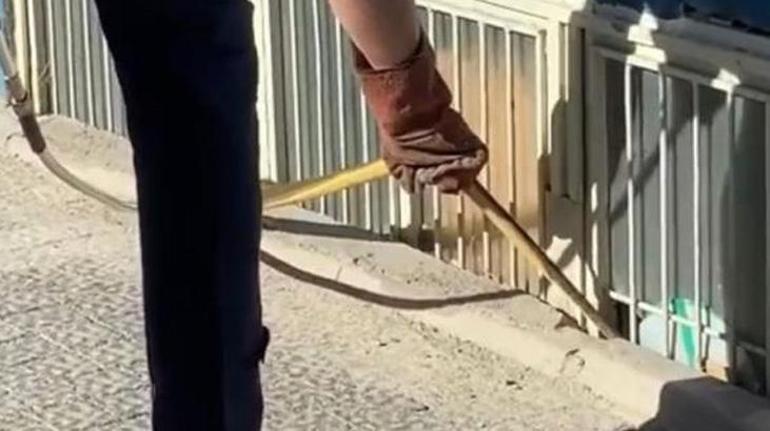 2 metrelik yılan paniği Mahalle ayağa kalktı