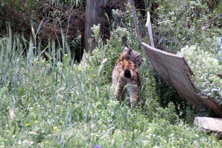 Kümese giren vaşak, iğneyle bayıltılarak yakalandı