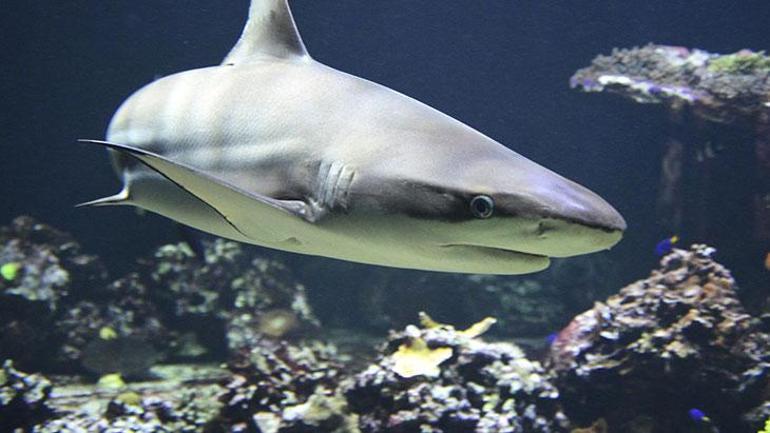 Marmarada köpek balığı artışı Sebebi şaşkınlık yarattı