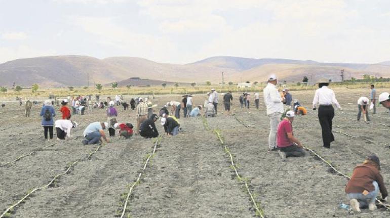 Akdeniz küllerinden doğacak