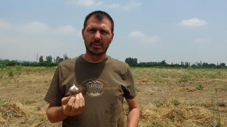 Kuruması için bırakılan 10 ton sarımsak yok oldu: Çok şaşırdım