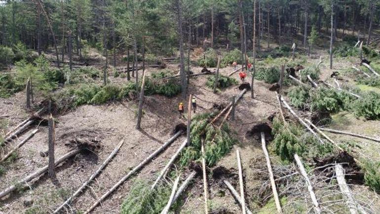 Fırtına 2 hektarlık alanda 600 çam ağacını topraktan ayırmış