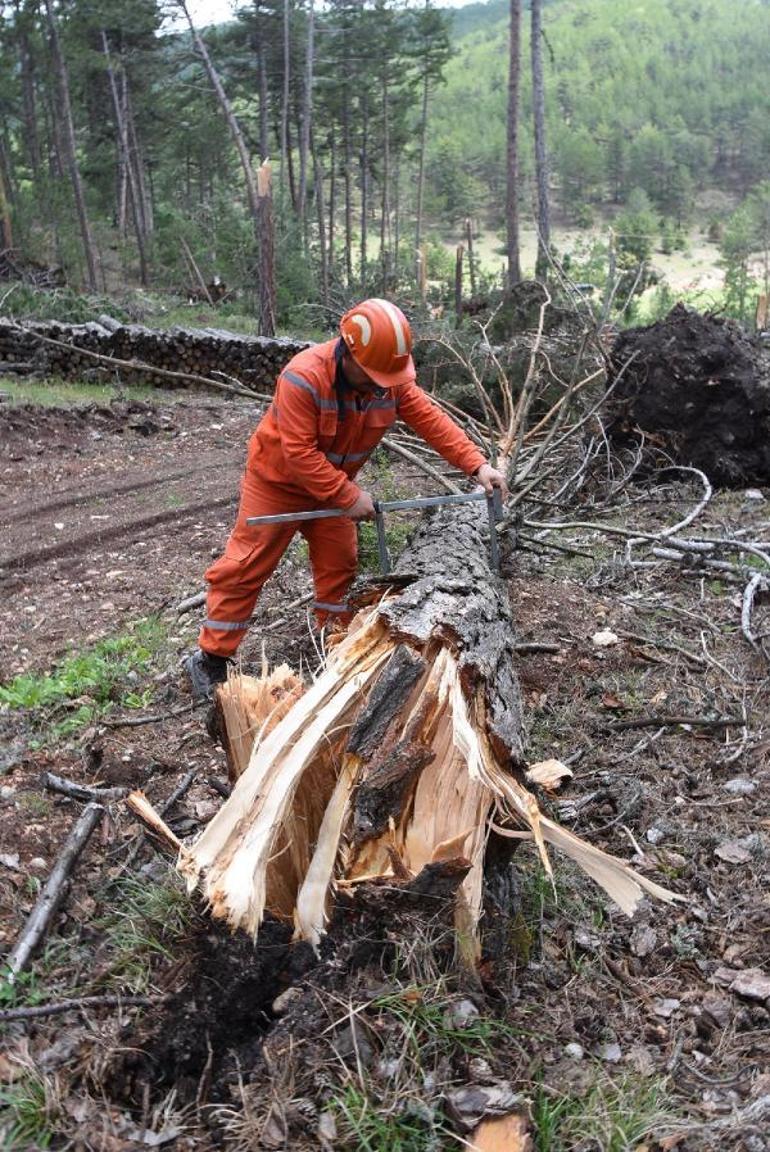 Fırtına 2 hektarlık alanda 600 çam ağacını topraktan ayırmış