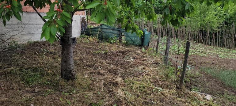 Bir mahalleyi ayı korkusu sardı: Evlerimizden çıkamıyoruz