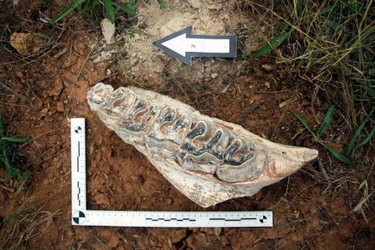 Denizlide 8 milyon yıllık hayvan fosilleri bulundu