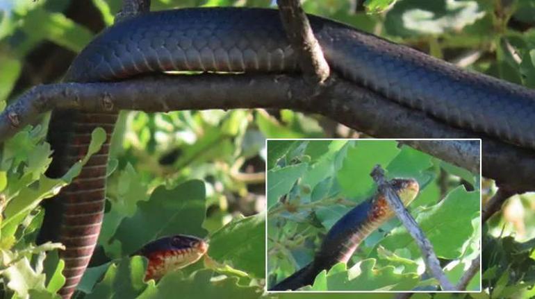 Tunceli’de koca engerek yılanı kuzu ağılına girdi