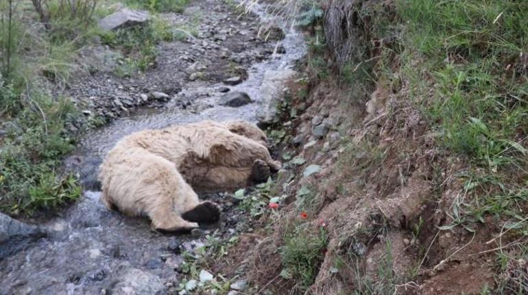 Erzurum’da ayı dehşeti Çobanın parçalanmış cesedi bulundu