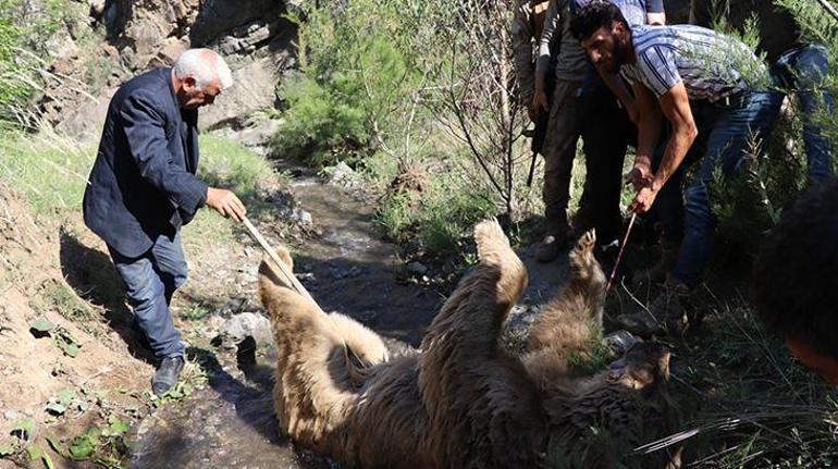 Erzurum’da ayı dehşeti Çobanın parçalanmış cesedi bulundu