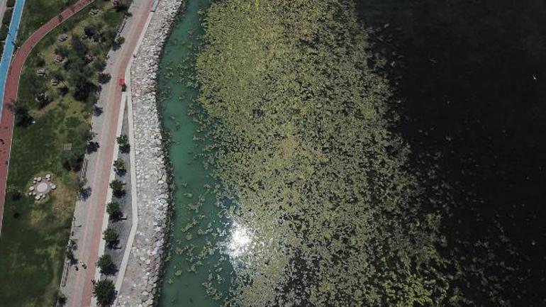 İzmir’de sahil deniz marulu ile yeşile büründü