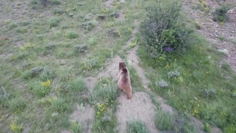 Tosunu yiyen ayıyı drone ile kovaladı