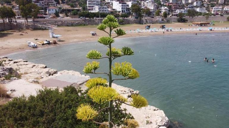 60 yıl sonra çiçek açtı, 5 metre uzadı Şimdi koruma altında