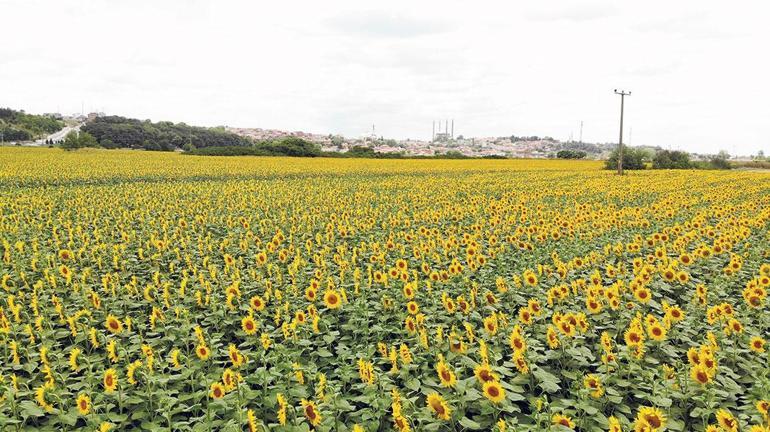 Günebakanın hüzünlü yüzü