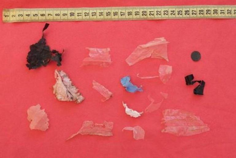 Plastiklerden bağırsakları tıkanan caretta caretta öldü