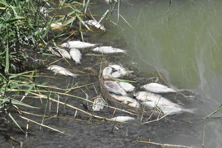 Sivasta korkutan toplu balık ölümleri