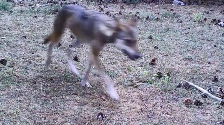 Daha önce fotokapana takılmışlardı, şimdi çıplak gözle görüldü