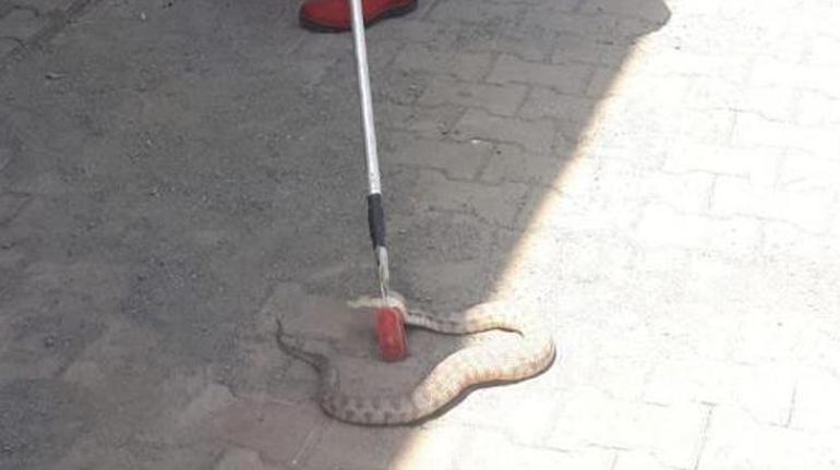 Iğdır’da iş yerine giren engerek yılanı korkuttu