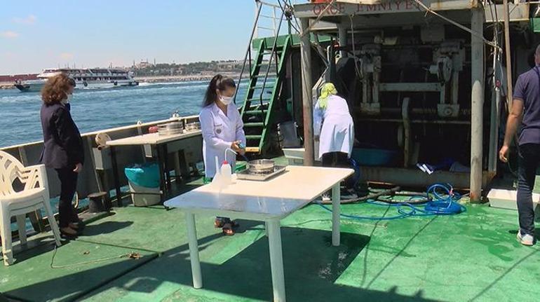 Marmarada tehlike sinyali Denizkestanesinde artış tespit edildi
