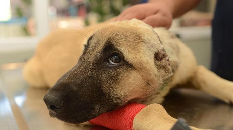 İsyan ettiren olay Yavru köpeğin kulakları kesildi, kafa derisi yüzüldü
