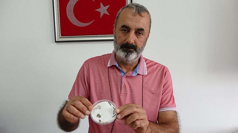 Çanakkalede çayır tırtılı için 2 haftalık teyakkuz