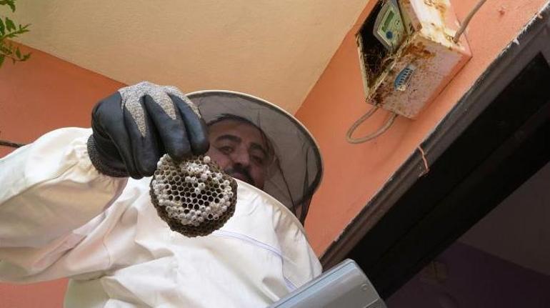Ekiplerin başı arılarla dertte Hepsini tek tek temizliyorlar