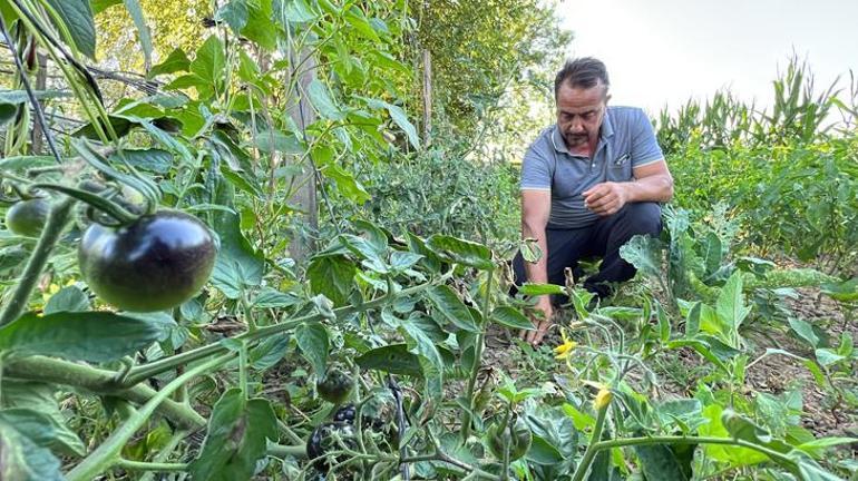 Meksika’daki arkadaşı ilham verdi, siyah domates görenleri şaşkına çeviriyor