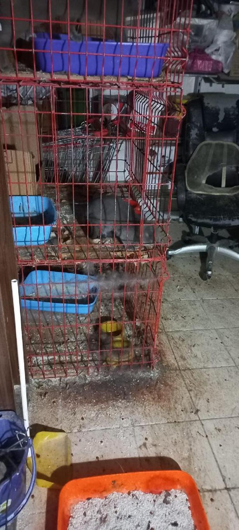 Merdiven altı evcil hayvan satışına ceza