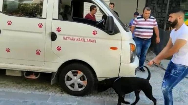 Kadıköy’de köpek saldırısı Sahibine para cezası yağdı