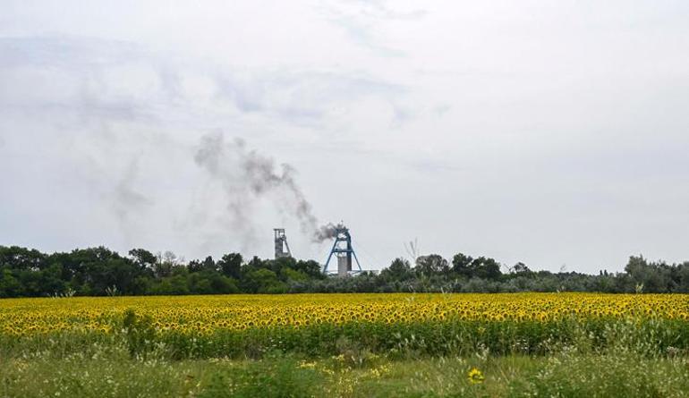 Ukrayna ayçiçeği, sosyal medya ilanlarıyla Rusyaya nasıl taşınıyor