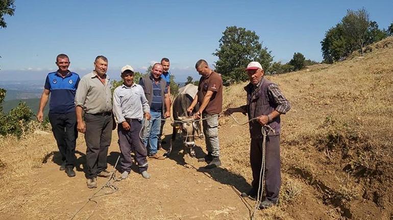 Bayramda kaçan boğa 25 gün sonra bulundu Haluk Leventten 30 bin TL istedi