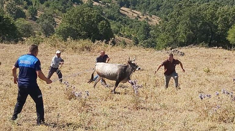 Ahbap, kesimden kaçıp 25 gün sonra yakalanan kurbanlığı satın aldı