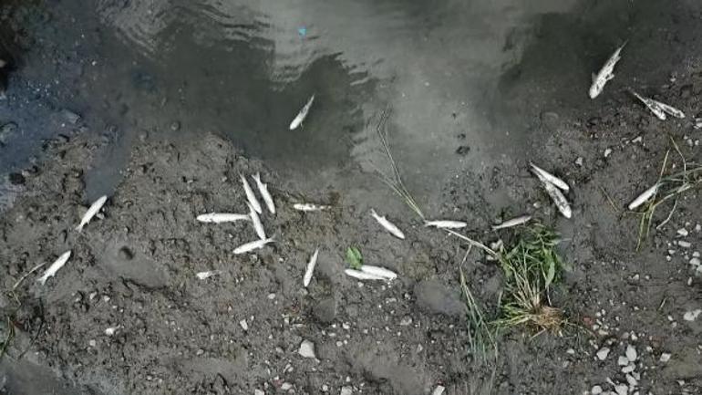 Alibeyköy Deresinde balık ölümleri