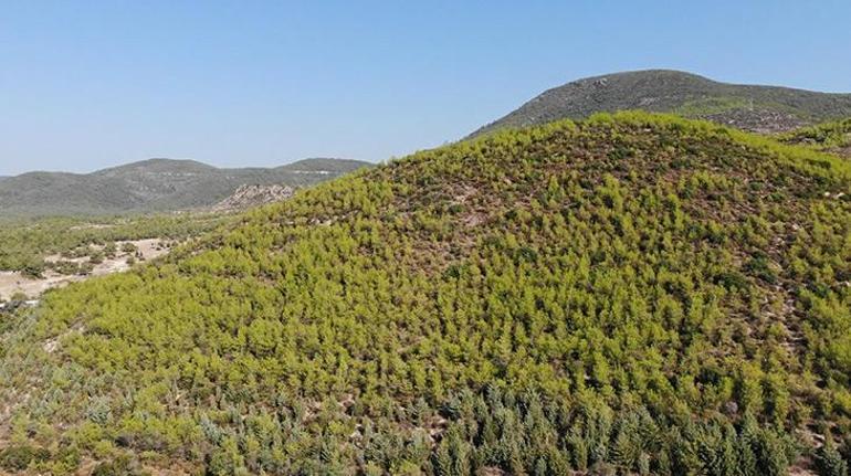 İzmirde 5 yıl önce orman yangınında zarar gören 1200 hektar alan yeşillendi