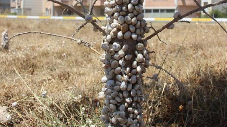 Tırtıldan sonra salyangoz istilası Kentin her yerini kapladı