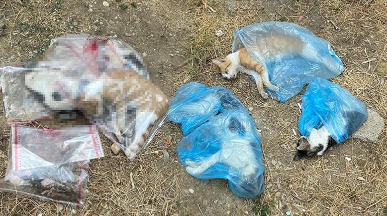 Korkunç olay 15 kedi ile 1 köpek ölü bulundu