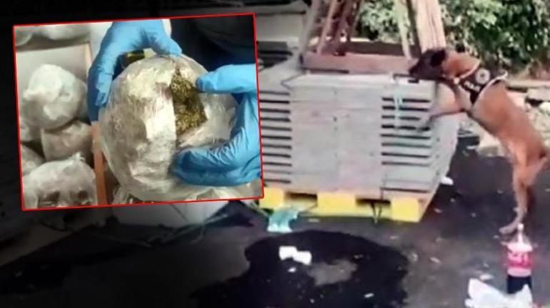 Bakan Soylu: İstanbula yük taşıyan araçta 107 kilo skunk ele geçirildi