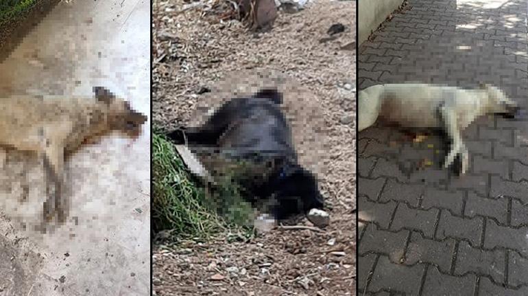 1 haftada 8 köpek öldü 2 parkta zehirli madde tespit edildi