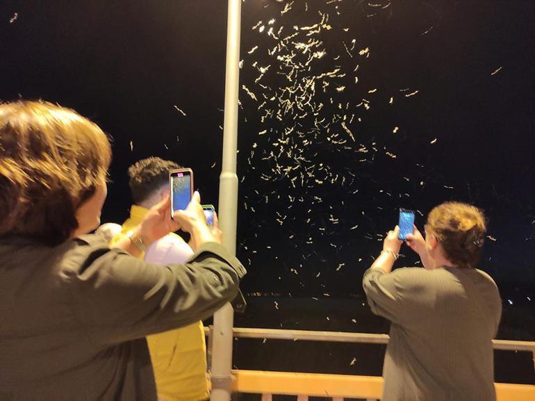Mayıs sineklerinin ölüm uçuşu Vatandaşlar telefonlarına sarıldı