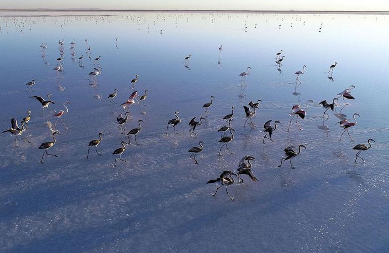 Bakan Kurumdan Tuz Gölü açıklaması:Flamingolar kurtuldu, göçe hazırlanıyor