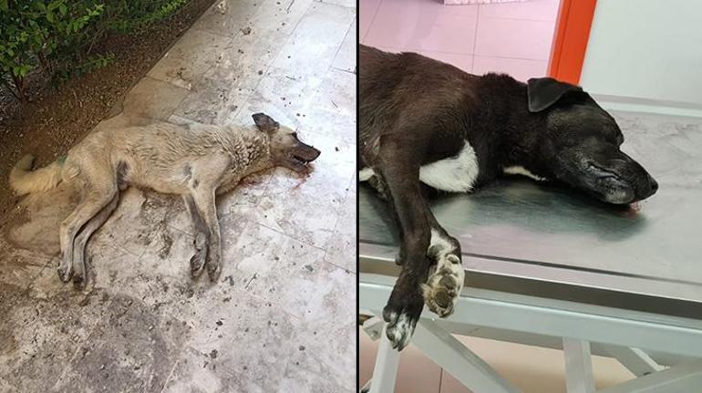 Havrita’da işaretlenen sokak köpekleri öldürülüyor tartışması