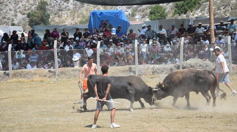 Antalyada boğa güreşlerinde heyecanlı anlar yaşandı