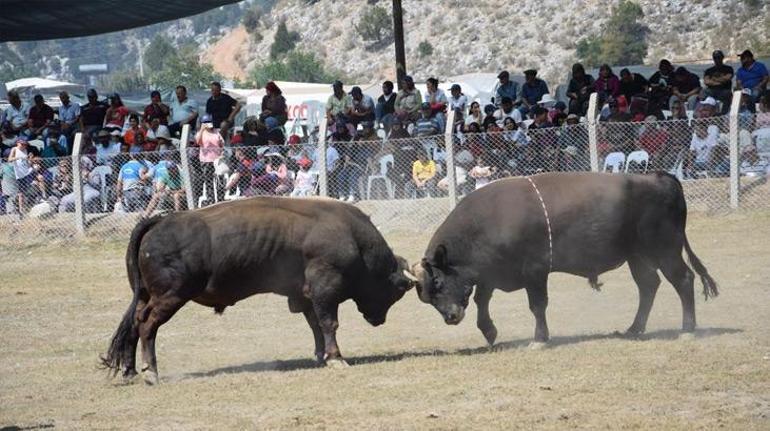 Antalyada boğa güreşlerinde heyecanlı anlar yaşandı