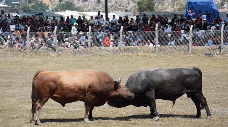 Antalyada boğa güreşlerinde heyecanlı anlar yaşandı