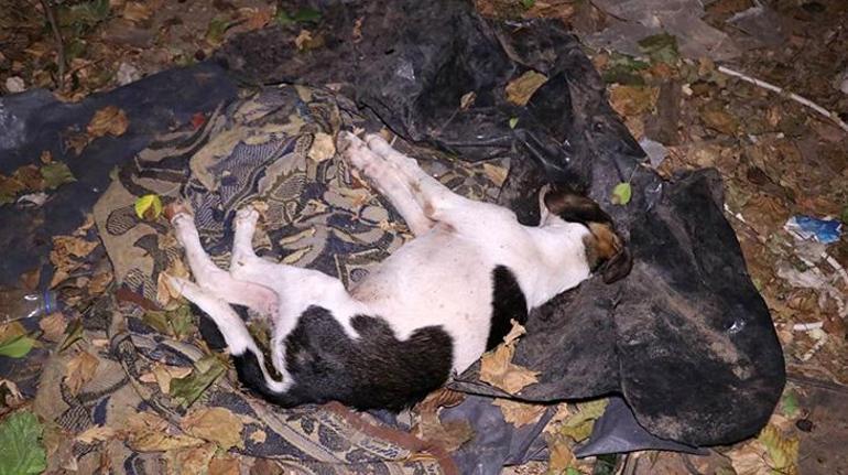 Antalyada köpek katliamı devam ediyor