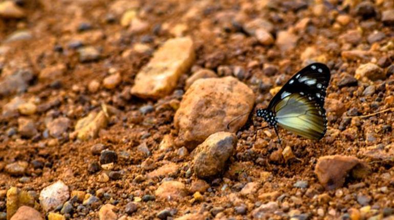 Nijerya hakkında bilinmesi gerekenler